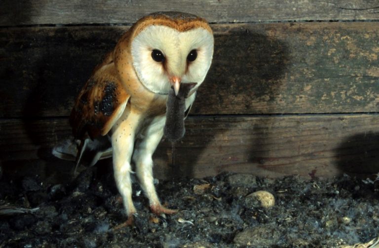 barn owl legs