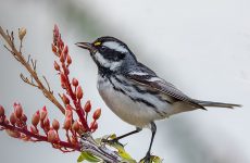 Black-throated Gray Warbler