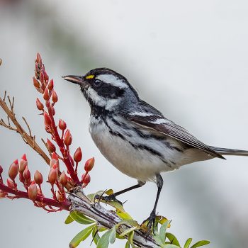 Black-throated Gray Warbler