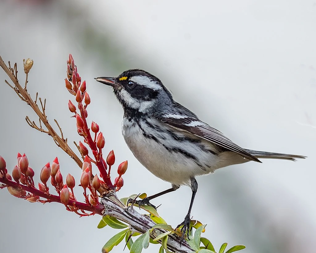 Black-throated_Gray_Warbler