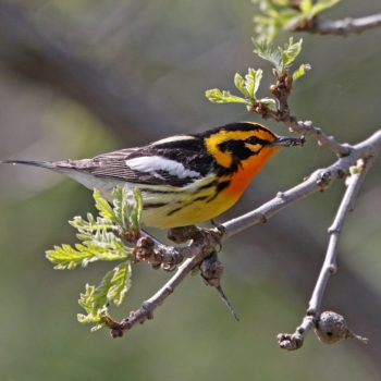 Blackburnian Warbler