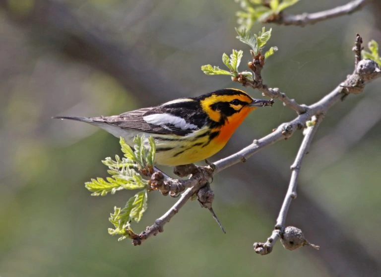 Blackburnian Warbler