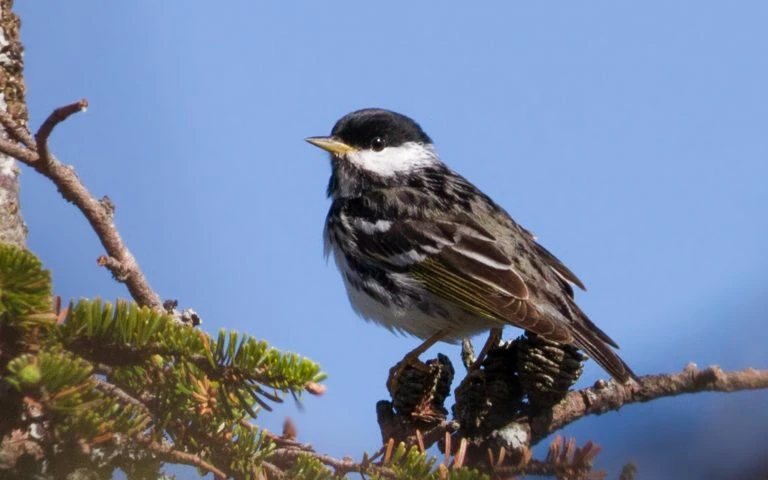 Blackpoll Warbler