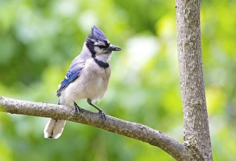 Blue Jay