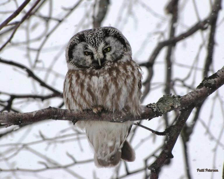 Cute Boreal Owl