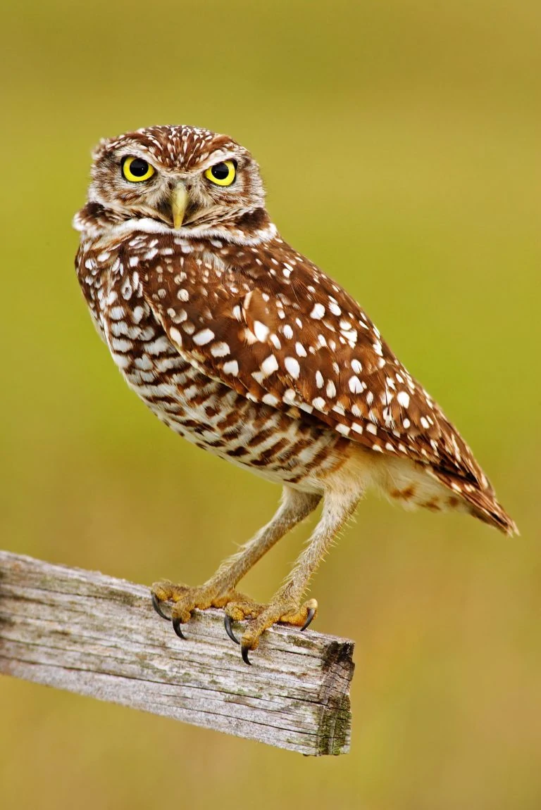 burrowing owl legs