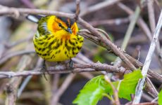 35 Species Of Warbler In New Jersey (ID, Song, Season Guide)