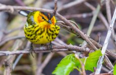 Cape May Warbler