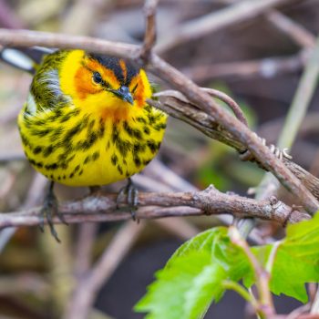 Cape May Warbler