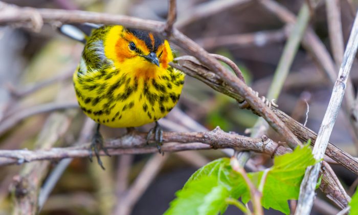 All You Need To Know About Warblers In North America (52 Species, ID and Song Guide)