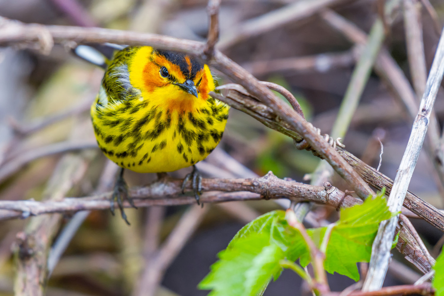 Male Cape May warbler