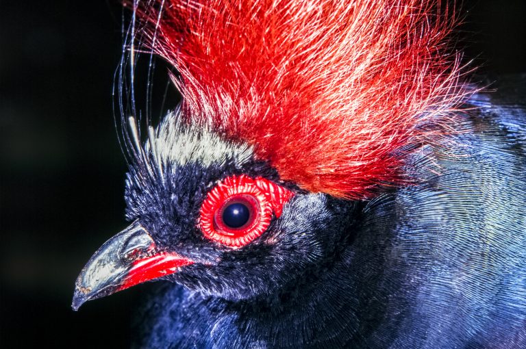 crested partridge