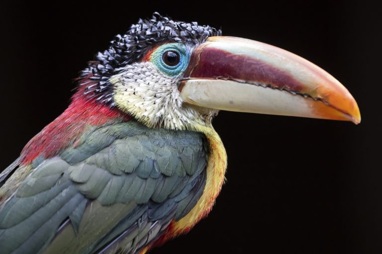 Curl-crested aracari