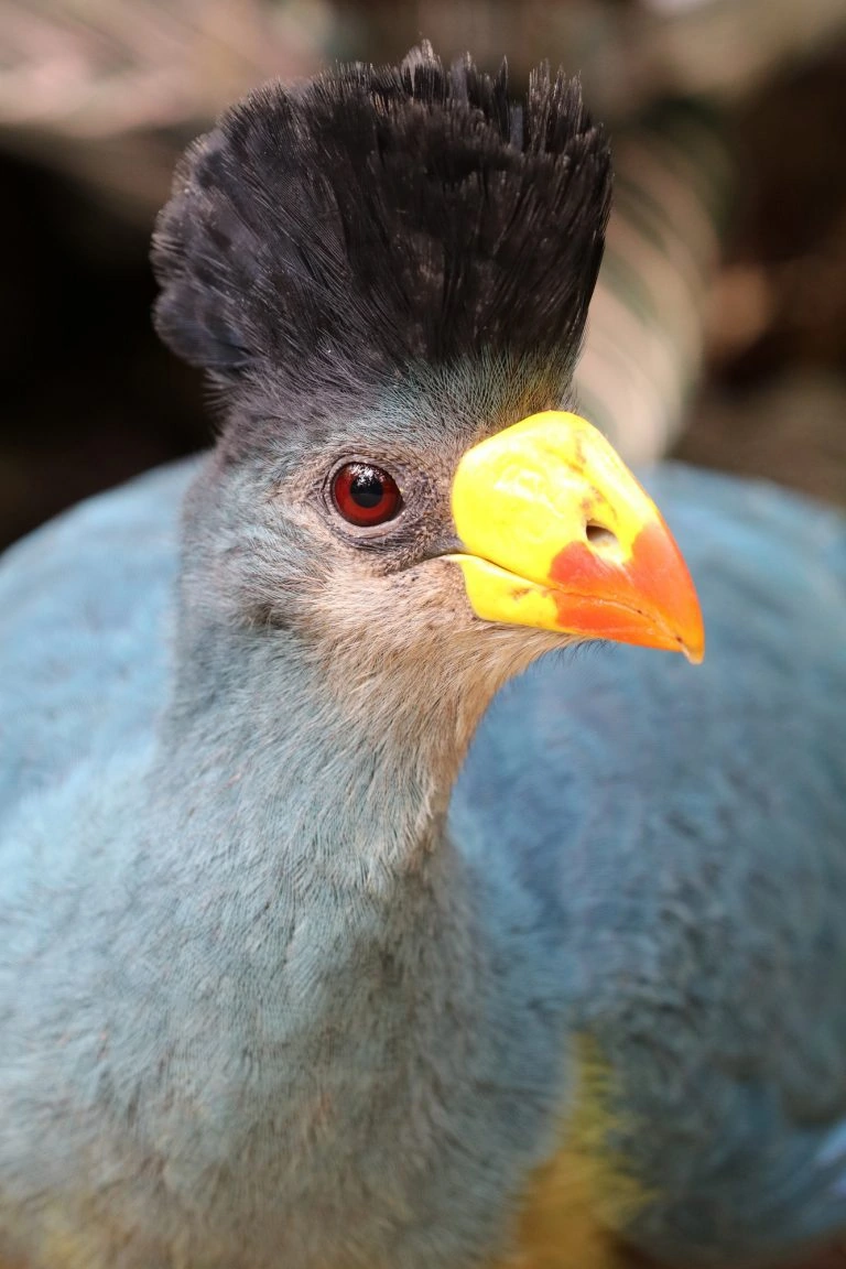 30 Birds With Hair You Need To See To Believe 30 Birds With Hair You Need To See To Believe