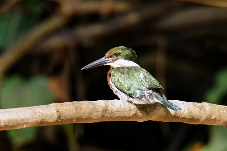 green kingfisher