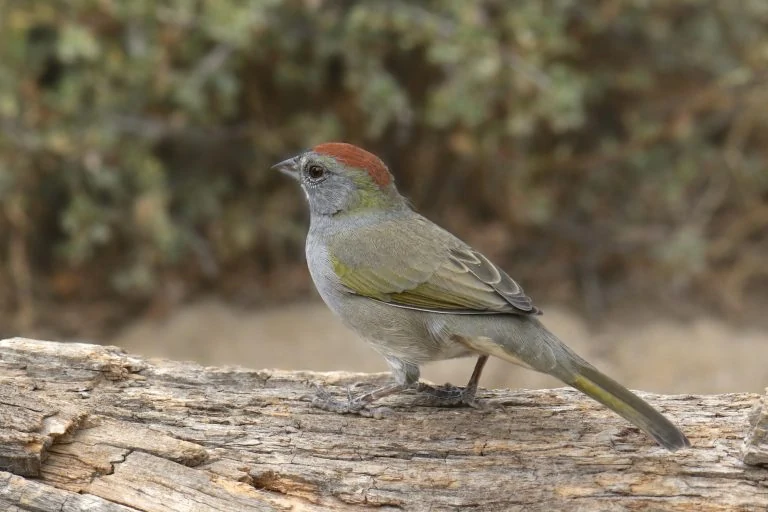 Green tailed Towhee