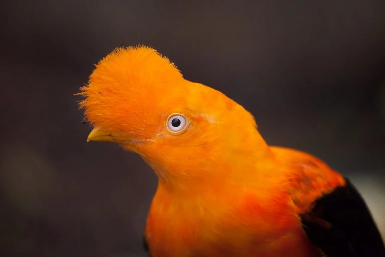 Andean cock-of-the-rock