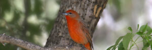 Cardinals in Arizona – Picture and ID Guide