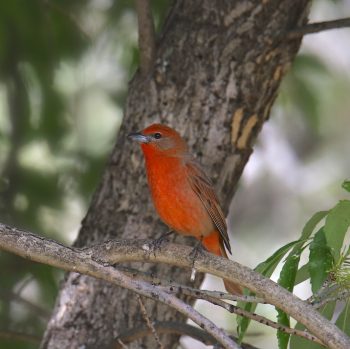 Hepatic Tanager