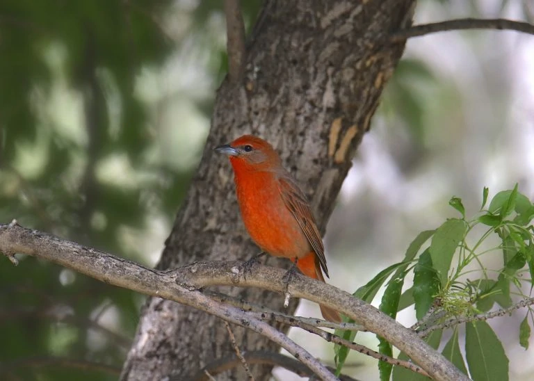 Hepatic Tanager