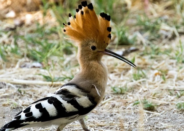 Bird roams with big hair Stock Photo - Alamy