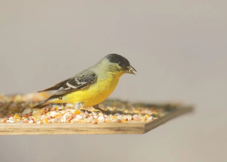 Lesser Goldfinch male