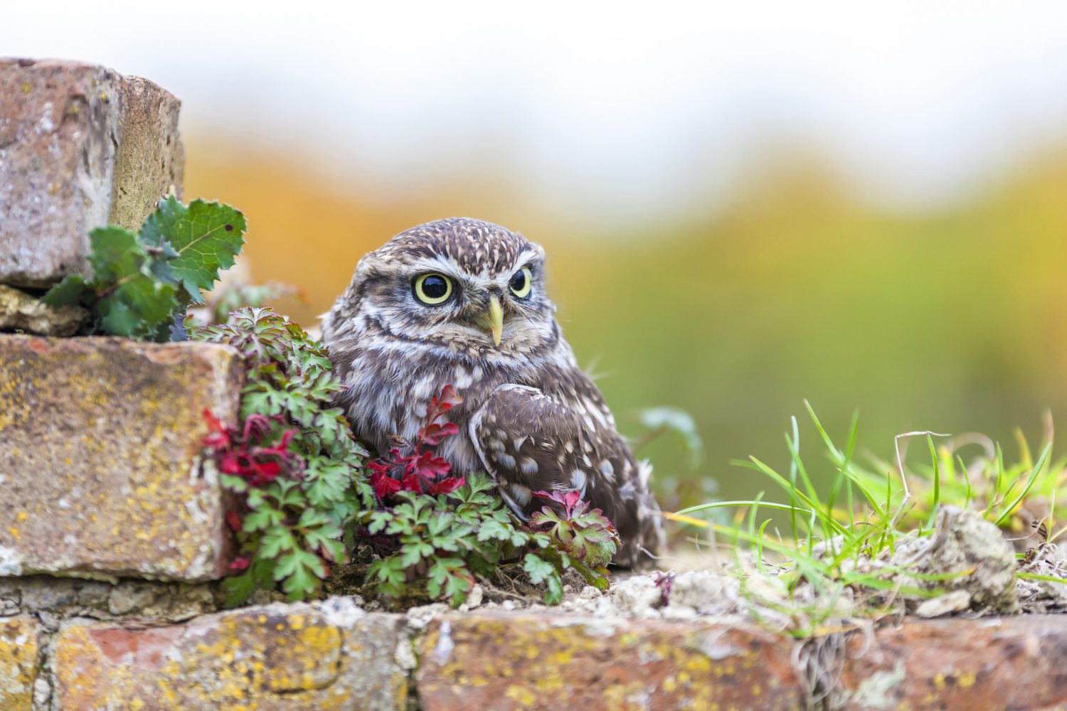 The Top 15 Cutest Owls in the World Bird Advisors