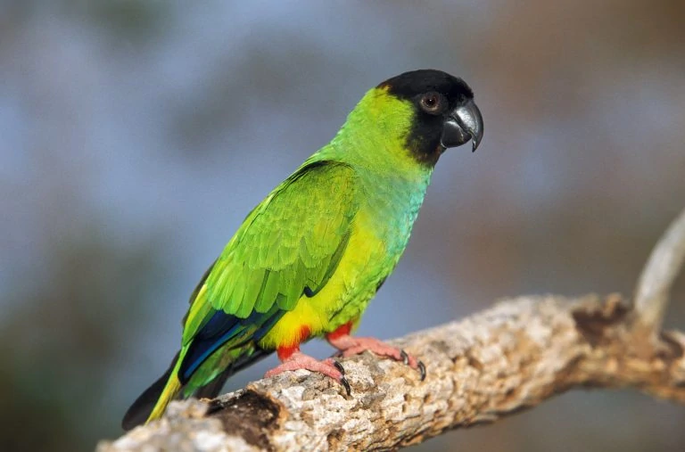 nanday parakeet (black-hooded parakeet)