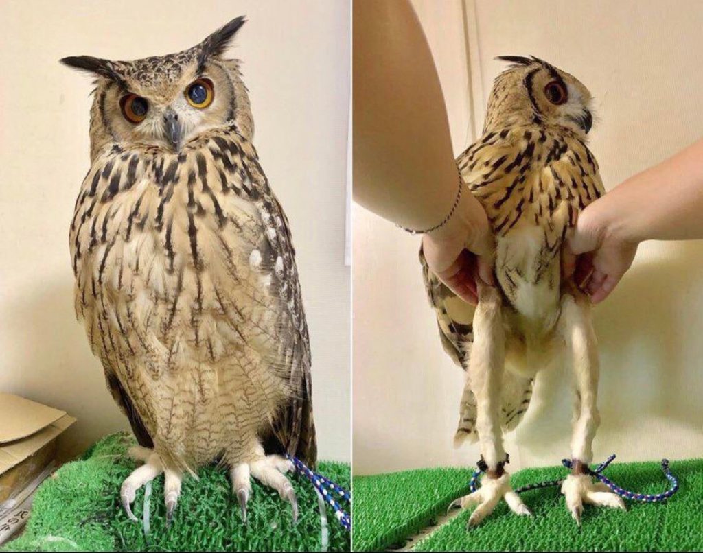 Lots of Hilarious Pictures of Owl Legs For You to Enjoy Bird Advisors