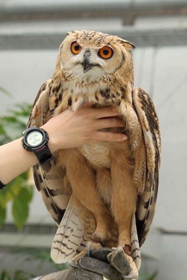 Owl legs