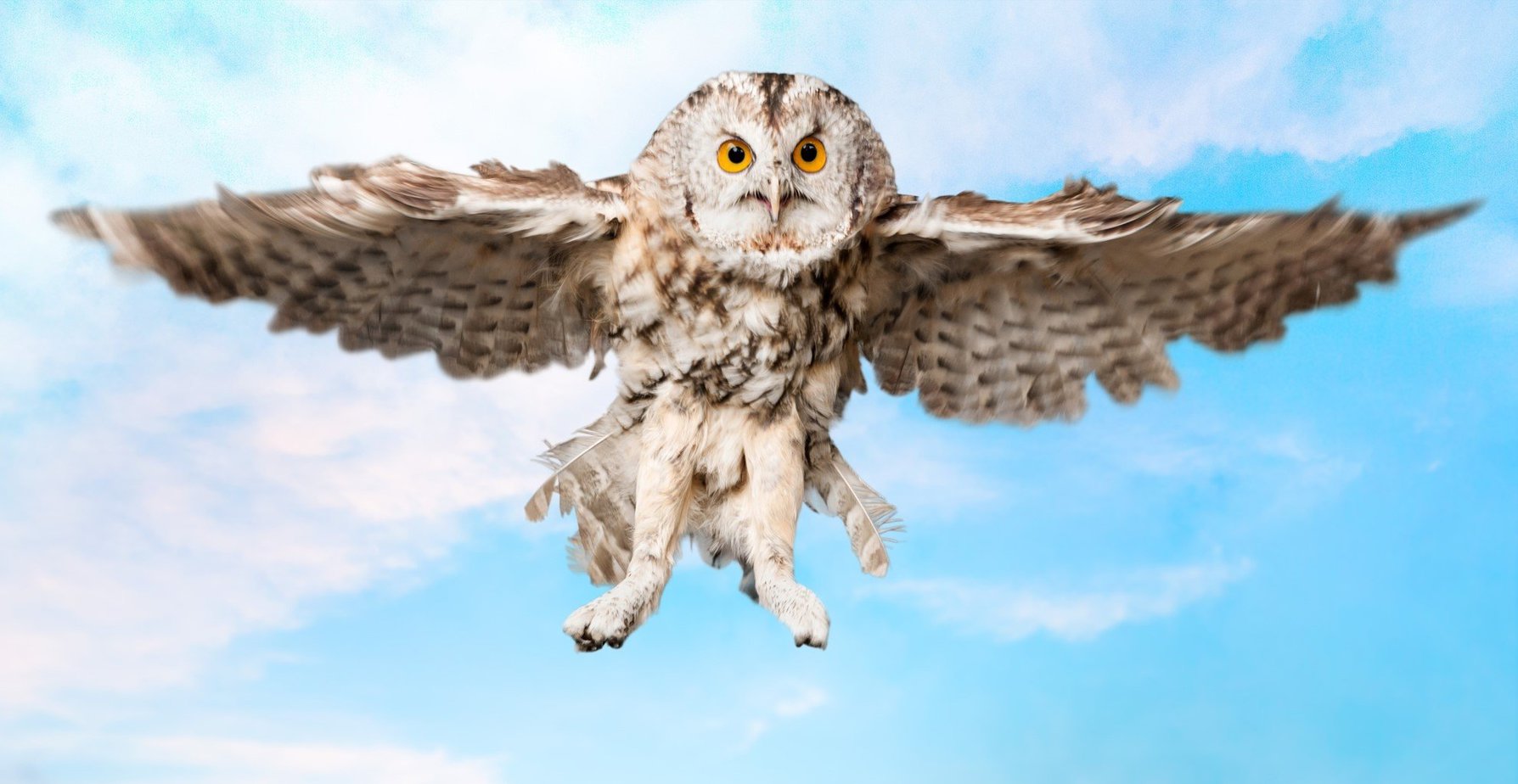 Lots of Hilarious Pictures of Owl Legs For You to Enjoy Bird Advisors