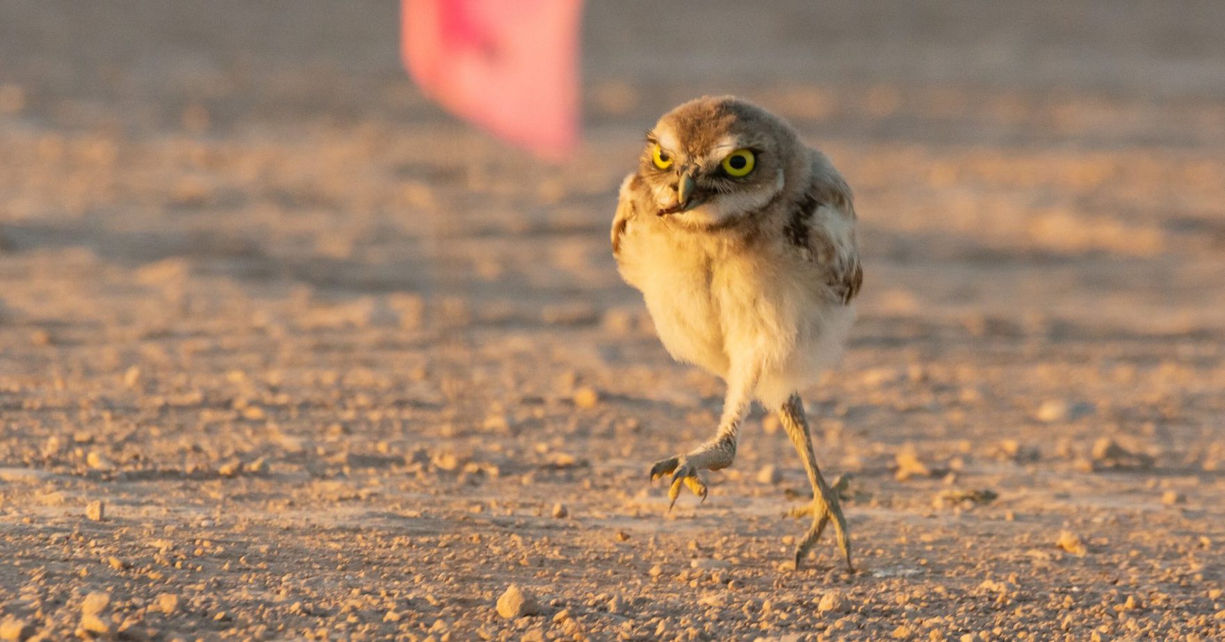Lots of Hilarious Pictures of Owl Legs For You to Enjoy Bird Advisors