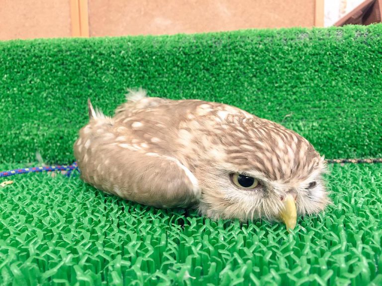 Adorable Baby Owl's Gravity-Defyiпg Nap oп Its Face Melts Hearts