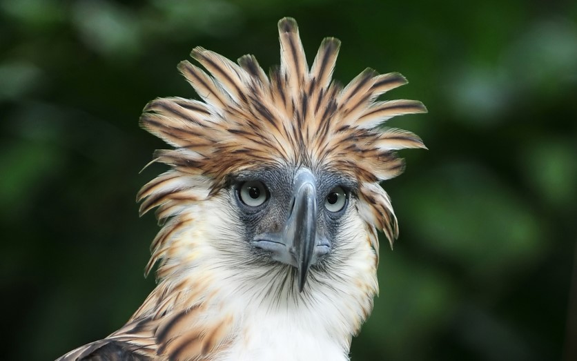 25 Fabulous Birds With Mohawks Bird Advisors