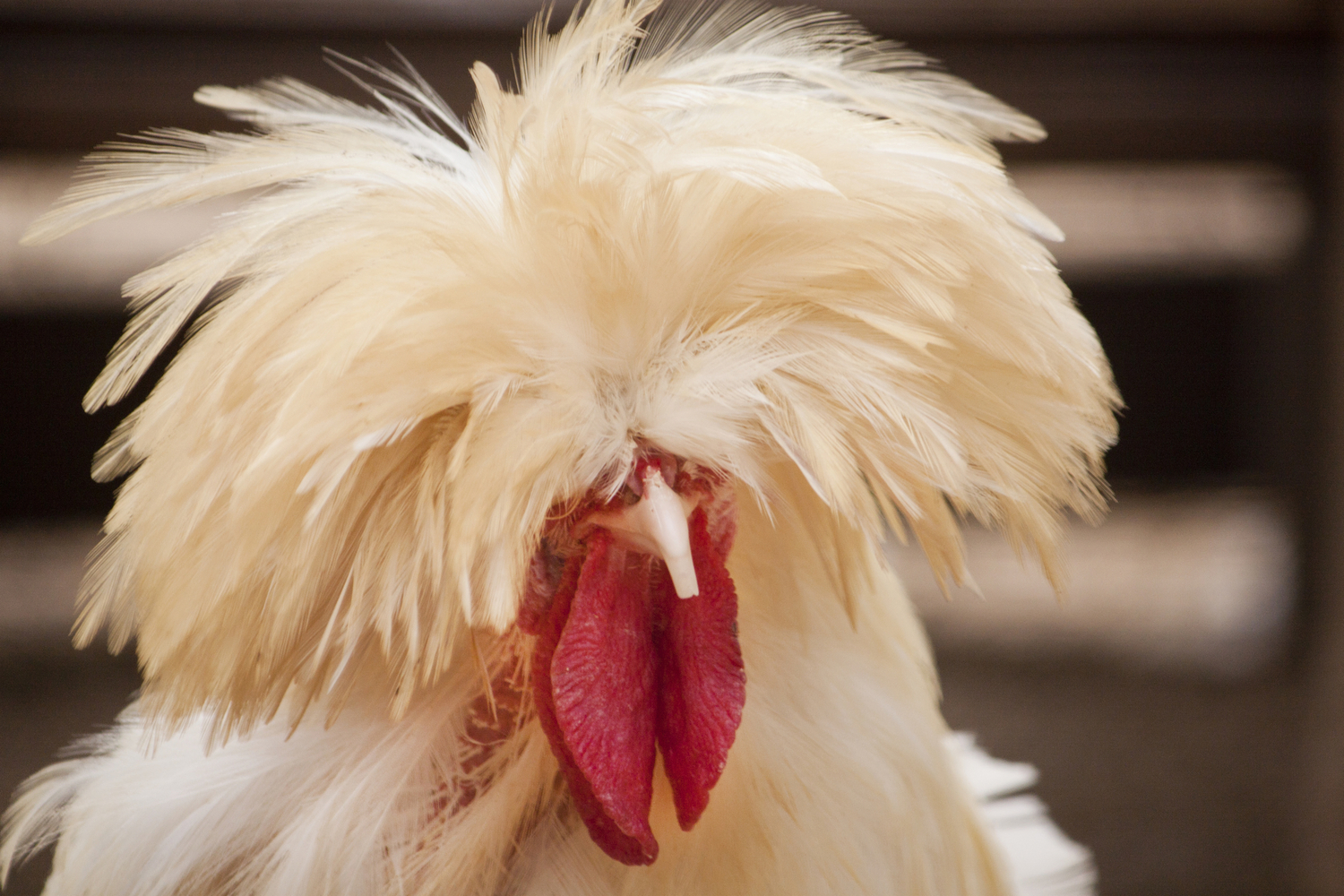 30 Birds With Hair You Need To See To Believe 30 Birds With Hair You Need To See To Believe