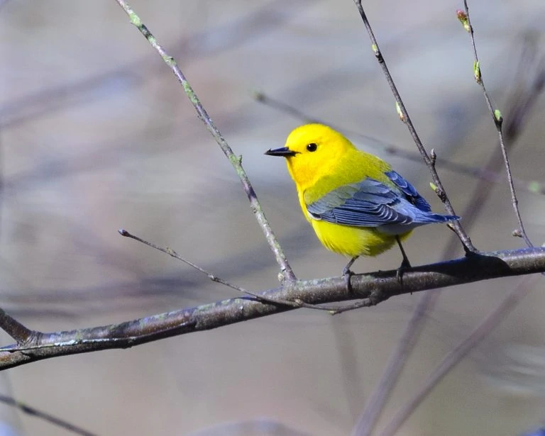 Prothonotary Warbler