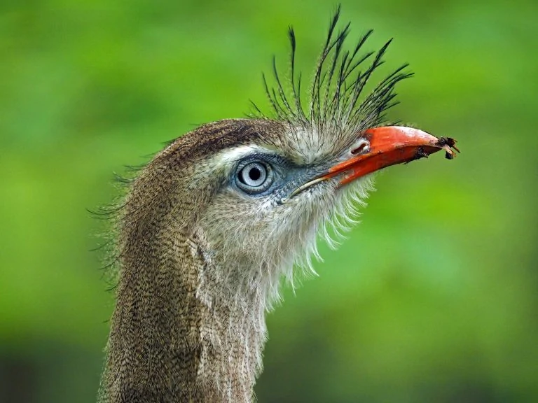 red legged seriema