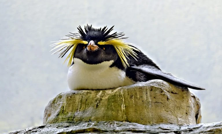 Rock hopper penguin