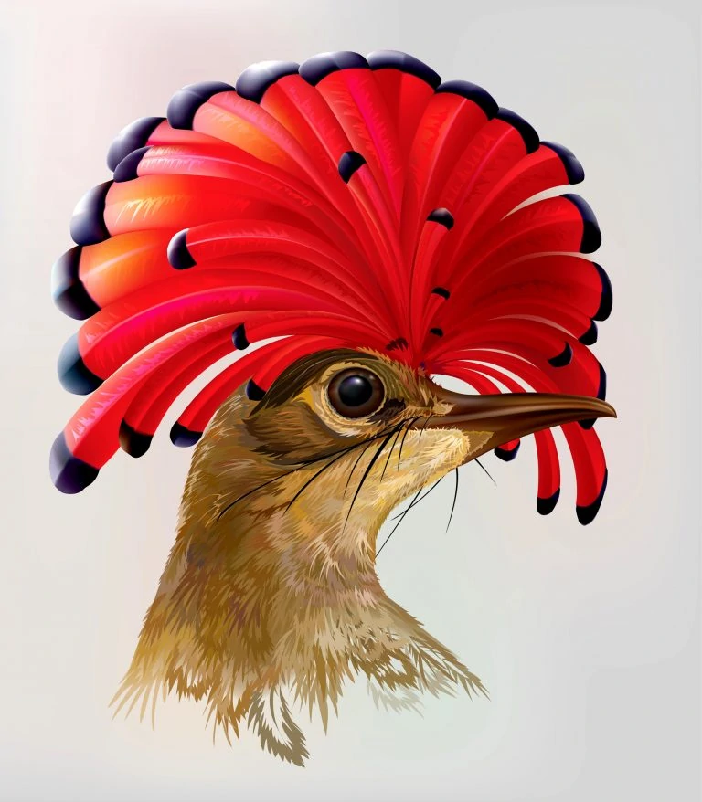 Royal flycatcher