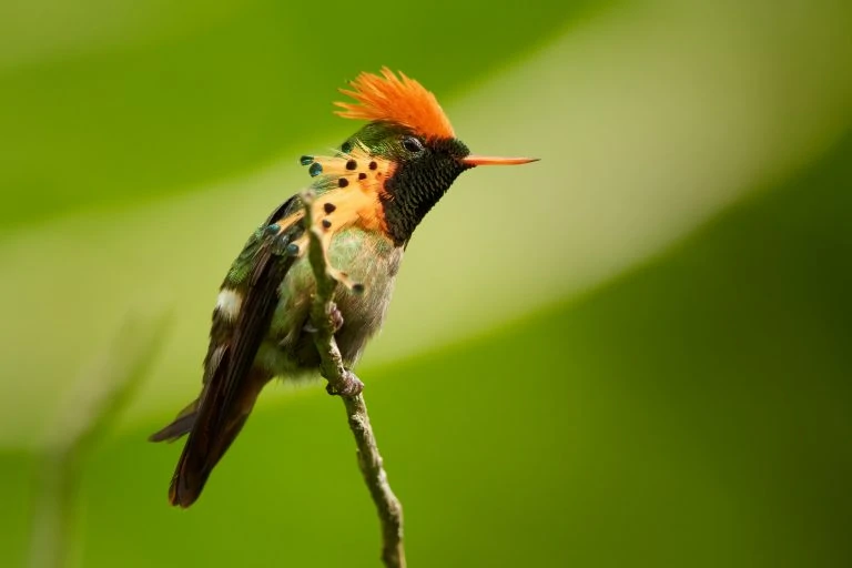 Rufous-crested-coquette