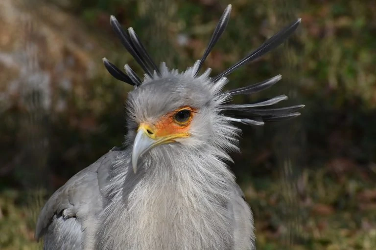 Secretary bird