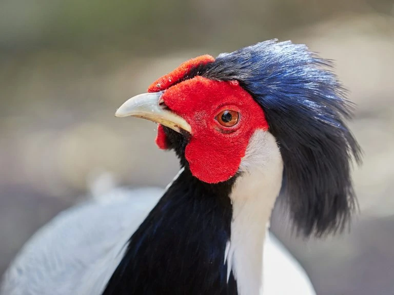 male silver pheasant