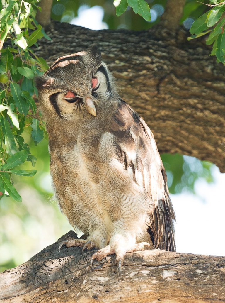 sleeping owl