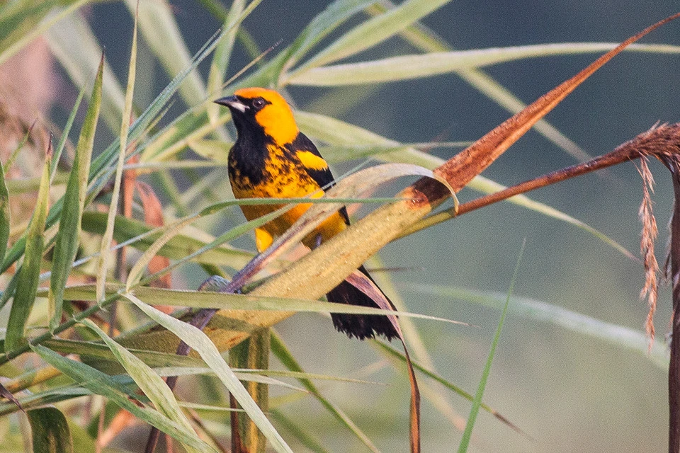 Spot breasted oriole