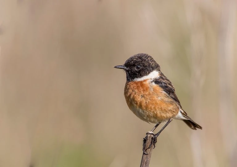 Stonechat