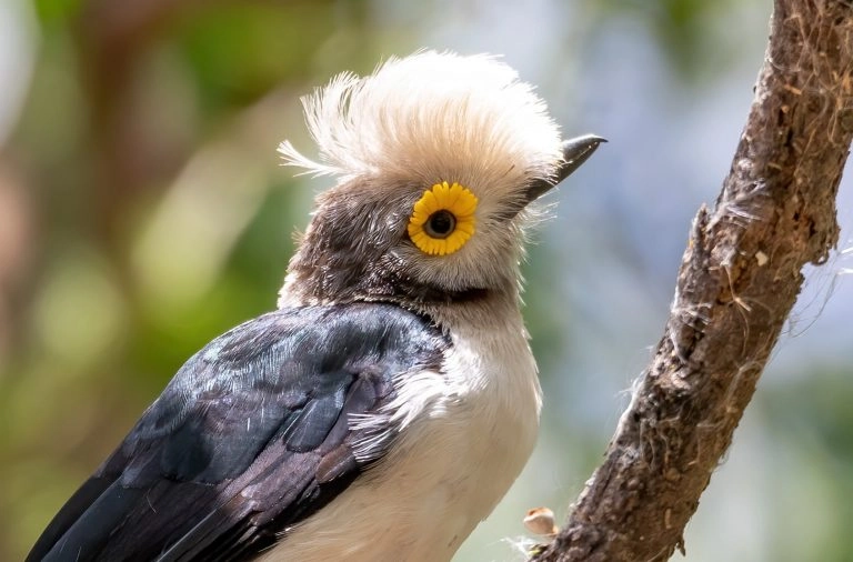 hite-Crested Helmetshrike