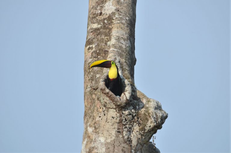 toucan nest
