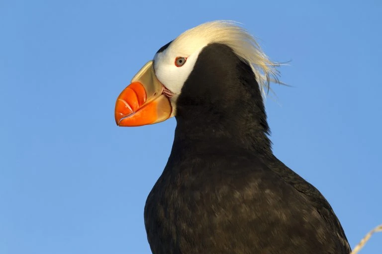 tufted puffin