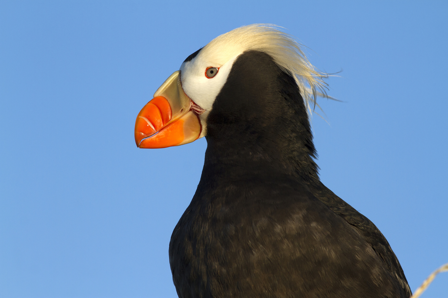 30 Birds With Hair You Need To See To Believe Bird Advisors