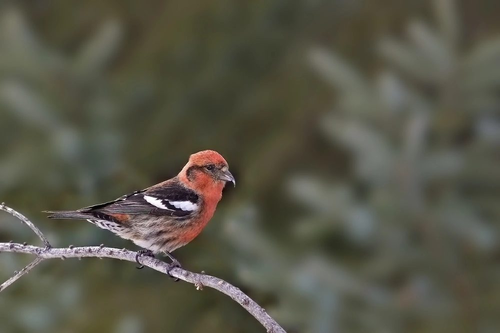 Male White-winged Crossbill